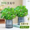 Mimosa en Maceta Interior Sala de Estar Escritorio de Oficina Planta Mimosa Fácil de Cultivar Flores en Todas las Estaciones Divertidas Lindas Plantas Verdes Pequeñas