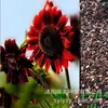 180 Variedades de Sementes de Flores Não Repetitivas, Fáceis de Cultivar em Todas as Estações, Podem Afastar Mosquitos, Adequadas para Varandas Internas e Externas, Distribuição Transfronteiriça