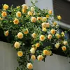Riso Georgiano Austin Quatro Estações Grande Roseira Trepadeira Perfumada Roseira Trepadeira Resistente ao Frio Mudas Grandes