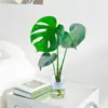 Planta Hidropônica Monstera Vaso Pilha Velha Purifica o Ar Ave do Paraíso Folha Grande Folhagem de Interior Planta Verde Sempre Verde o Ano Todo