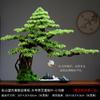 Novos Enfeites de Planta em Vaso Pinheiro de Boas-Vindas Estilo Chinês Decoração de Paisagem Zen para Entrada de Casa Sala de Estar Mesa de Escritório