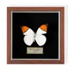 Especimen de Mariposa Real Colgante de Madera Estilo Nórdico Simple Moderno Regalo de Cumpleaños Marco de Fotos de Madera Simple