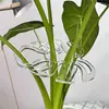 Suporte de planta Monstera transfronteiriço, haste de suporte de planta verde Monstera, suporte anti-queda para chuva de primavera, fixador de árvore da fortuna