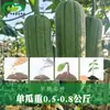 Sementes de Luffa para Carne Baofeng Horta Fazenda Base Horta Polpa de Luffa Sementes de Luffa Pele Verde Macia