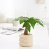 Bonsái Tocón Viejo Bonsái Cuatro Estaciones Plantas Fáciles de Cultivar Escritorio Oficina Floración Resistente a la Sequía Plantas Verdes Plantas Pequeñas en Maceta