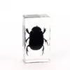 Superventas al por mayor de comercio exterior especímenes de insectos de resina adornos de juguete de ámbar pequeños regalos adornos de especímenes de insectos