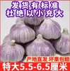 Alho de Pele Roxa de Shandong 5,5 a 6,5cm Rei do Alho Shandong Novas Cabeças de Alho Cultivado na Fazenda Venda Direta no Atacado do Local de Origem