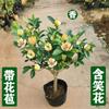 Plántulas de Flor Sonriente en Maceta para Plantar Todo el Año, Flores Fragantes que Florecen, Plántulas de Tocón Viejo Sonriente, Resistentes al Frío y a la Temperatura