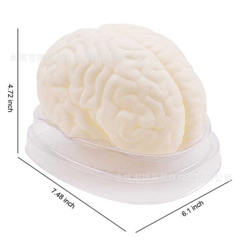 脑解剖模型-9