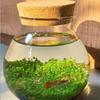 Tarro de té de vidrio de tamaño grande y pequeño al por mayor con micropaisaje ligero, botella ecológica, tarro redondo sellado, tarro de almacenamiento de corcho