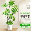 Forma Pie de Pato Madera Sala de Estar Maceta Grande Planta Verde Interior Sala de Estar Grande de Pie Flor Real Pila Vieja Pie de Pato Madera