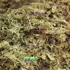Medicina Herbal Chinesa Alcaçuz Macio Genuíno Novidades a Granel 500g Medicina Herbal Chinesa Autêntico Grama Macia para Fígado Grama Armadura de Ferro Feno Macio