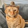 Amazon Comércio Exterior Transfronteiriço Novo Gato e Cachorro de Crochê Puro Feito à Mão Chapéu de Cowboy Personalizado Divertido e Fashion para Animais de Estimação