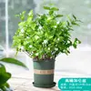 La Planta Ornamental de Flor de Interior en Maceta Jazmín es Fácil de Cultivar en Todas las Estaciones y Florece Continuamente. Planta Verde Jazmín Cabeza de Tigre Bonsái