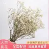 Buquê de Gipsofila Seca Preservada Flores Secas Brancas Flores Reais Secas ao Ar Flores Grandes Decoração de Sala de Estar Arranjo de Flores Flores para Fotografia de Casamento