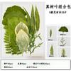 Flor Seca em Relevo Atacado Espécime de Planta Folha Verdadeira Animal de Jardim de Infância Adesivo Material DIY Artesanal Espécime de Flor Seca