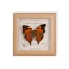 Espécime de Borboleta Real Pintura Decorativa Produto Acabado Suporte de Exibição Decoração de Casa Estilo Nórdico Tridimensional Feito à Mão DIY Presente de Aniversário
