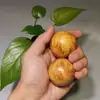 Taihang Ciprés Salud Sólido Fitness Bola de Salud Bola de Salud Masaje Balón de Mano Bola de Longevidad Regalo para Ancianos Pieza de Mano