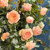 Planta de Rosas para Balcón con Semillas de Rosa, Rosas en Maceta de Fragancia Fuerte Todo el Año, Plantas de Flores Extra Grandes para Balcón y Patio