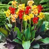 Los bulbos de planta de Canna son fáciles de cultivar, Flores hidropónicas, Plantas en maceta para jardines exteriores, Plantas verdes, Plantas de suelo, Plántulas de flores, Rizomas perennes