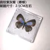 Venta Directa al Por Mayor de Fábrica de Especímenes Reales de Mariposas con Alas Extendidas, Diversos Insectos y Escarabajos, Accesorios para Fotos, Educación Científica, Especímenes Naturales