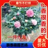 Dropshipping Xiangfei Camelia Camelia en maceta Plántulas de camelia Florales de interior Fáciles de cultivar Todo el año Camelia Fácil de vivir y florecer
