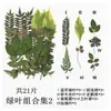 Planta Folha Verde Espécime Folhas Flores Secas Jardim de Infância Material Artesanal Adesivo Folhas Reais DIY Cola de Gota Moldura de Foto Embossado