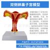 Modelo Anatômico Patológico do Útero Reprodutivo Feminino Humano Modelo de Ensino de Ovário Vaginal Auxílios de Ensino Reprodutivo Ginecológico
