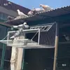 Gaiola de Salto para Pombos/Suprimentos para Pombos de Criação/Gaiola para Pombos/Porta de Gaiola de Soltura de Pombos/Gaiola de Salto de Sentido Único