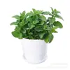 Plantas Verdes de Menta Comestible en Maceta, Hierbabuena Extra Grande para Repelente de Mosquitos e Insectos, Romero de Grado Alimenticio para Cultivo Interior