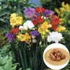 Bulbos de fresia de pétalos dobles, importados, fáciles de mantener durante todo el año, plantas ornamentales de flor en maceta, semillas de plantas bulbosas