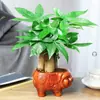 Árvore da Fortuna Pequena em Vaso Plantas Verdes de Mesa Plantas Verdes de Interior Árvore da Fortuna Atacado Plantas Verdes Árvore da Fortuna Sempre-Verde o Ano Todo