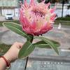 Nueva simulación flor imperial decoración hogar hotel comercio exterior Sudáfrica flor imperial boda flores artificiales suaves al por mayor