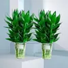 Bambú de la suerte hidropónico enviado con raíces Planta verde de interior Planta en maceta de oficina Planta de sala de estar Dormitorio Cuatro estaciones fácil de cuidar Purificar