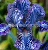 Semillas de rizomas de iris de flor azul, semillas de flores de bulbo, fáciles de cultivar y florecen todo el año, adecuadas para paisajismo de jardines y plantas en maceta