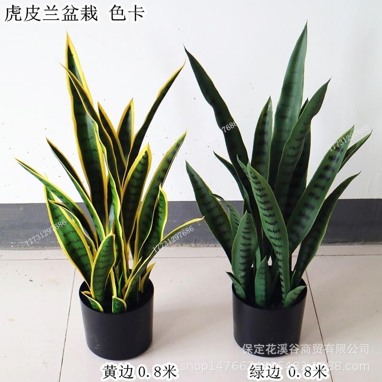 虎皮兰盆栽 色卡_副本.jpg