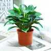 Planta Hidropônica Diamante Dourado, Flores em Vasos e Plantas Verdes, Rabanete Verde, Fácil de Manter em Ambientes Internos o Ano Todo, Absorve Formaldeído, Adequado para Mesas de Escritório