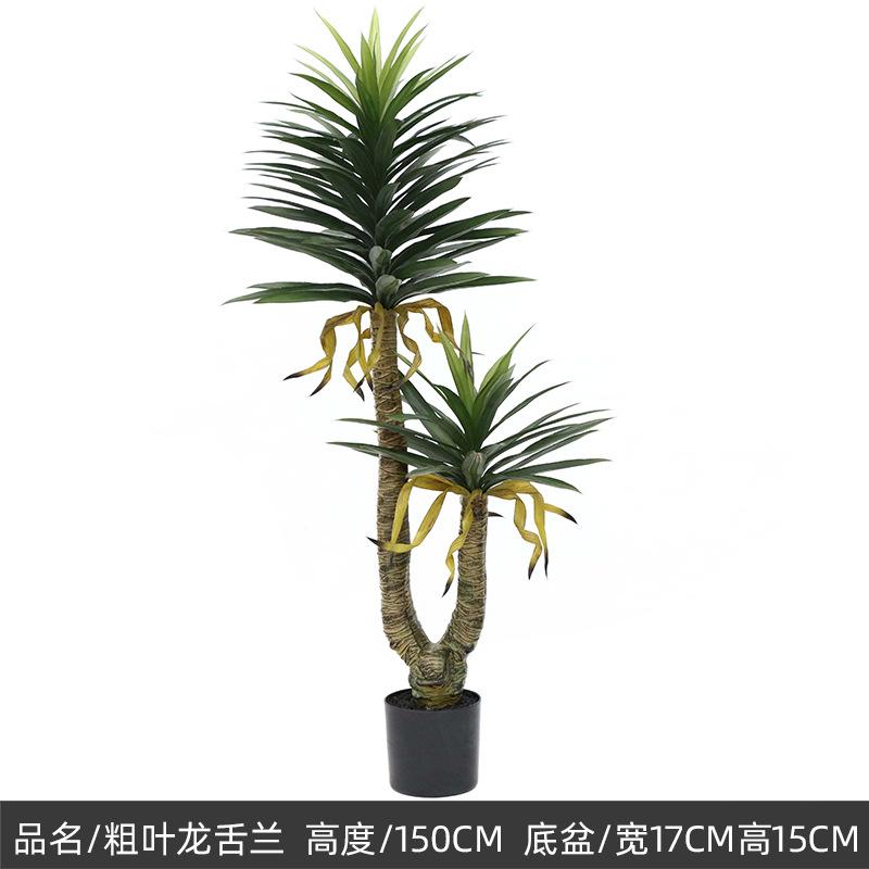 150cm粗叶龙舌兰