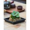 Bonsái de Calamo, Piedra Absorbente, Planta Verde, Planta en Maceta de Helecho Cola de Lobo, Planta Fácil de Cultivar para Personas Perezosas, Hidroponía de Espejo Resistente a la Oreja de Tigre