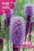 Sementes de Crisântemo Chicote de Cobra Semeadas na Primavera, Verão e Outono Perene Pátio Flor de Vaso Interna Sementes Estrada Kirin Sementes de Crisântemo