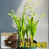 Dropshipping Lírio-do-vale com Botões, Fragrância Forte, Floração Perene o Ano Todo, Planta Verde de Interior em Vaso, Boa Resistência ao Frio