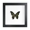 Mariposa Real, Especie Preciosa de Verano, Mariposa Rara, Mariposa Pequeña de Cinta Verde, Adorno de Escritorio, Espécimen de Regalo, Pintura Decorativa, Espécimen de Mariposa
