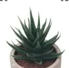 Arreglo Floral de Menos de 1 Yuan Cabeza de Planta Suculenta Venta al por Mayor Accesorios para Plantas Verdes Artificiales de Interior Set de Accesorios para Manualidades Planta Simulada