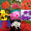 Venta al por mayor de Bulbos de Amarilis, Bulbos de Lirio, Semillas de Amarilis, Bulbos Mandala, Colores Completos