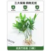 Plantas Hidropónicas en Maceta con Flores, Flores de Interior y Plantas Verdes, Plantas Acuáticas Fáciles de Cuidar en Todas las Estaciones, Rábano Verde, Espárragos Ricos, Arracacha, Palmera Roja y Blanca