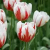 Semillas de bulbos de tulipán, bulbos holandeses de pétalo simple de 5 grados, flores de interior en maceta, florecen todo el año, fáciles de cuidar, aptos para cultivo hidropónico, venta al por mayor