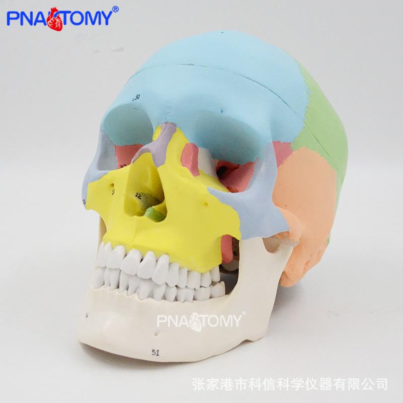 PNT-0153N 彩色头骨标数字08.jpg