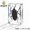 Artesanías de especímenes, insectos reales, escarabajo ciervo, escorpión, escarabajo, araña, regalos de enseñanza de ciencias biológicas, adornos de resina