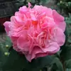 Planta de Camelia en Maceta con Capullos de Flor, Plántulas para Toda Estación, Plántulas de Camelia, Plantas de Interior Fáciles de Cuidar, Flores Fragantes de Cinco Colores con Flor Roja