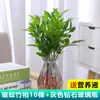 Plantas de Bambu Repelentes de Mosquitos, Bambu Hidropônico, Plantas Verdes Cultivadas em Água para Sala de Estar Interna, Vasos, Bambu Hidropônico Repelente de Mosquitos, Fácil de Manter o Ano Todo